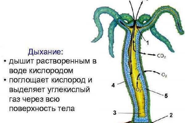 Kraken19at