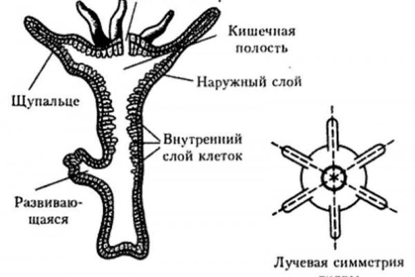 Кракен kr2connect co