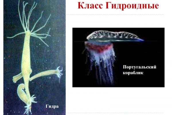Гидра в даркнете